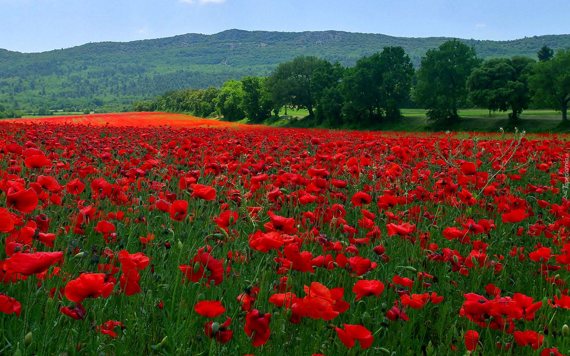 جشنواره دشت شقایق های کالپوش